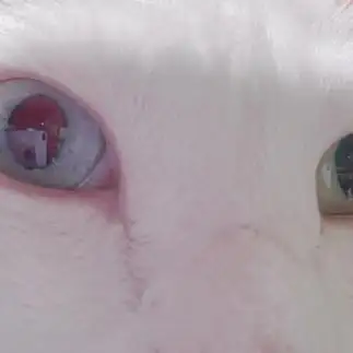 CATSすぎるネコ　　yamawaiisoraさん