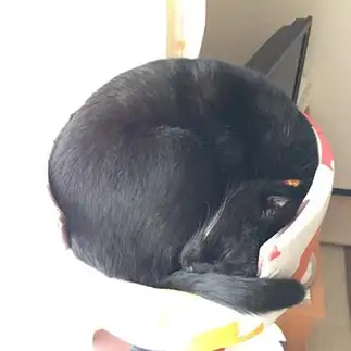 ハマりすぎるネコ　　うにさん