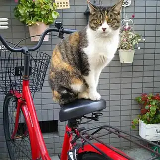 自転車の乗り方が上手すぎるネコ　　raratan45さん