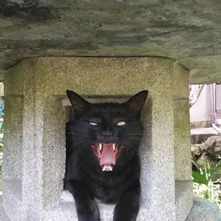 あくびが怖すぎるネコ　　林いつこさん