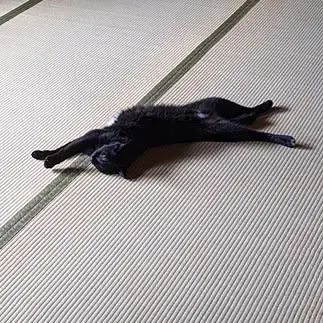 無防備すぎるネコ　　林いつこさん