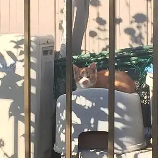猫生初シャンプーが楽しみすぎるネコ　　カーボンの母さん