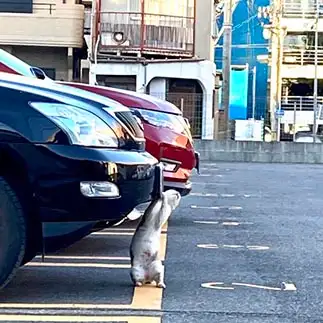 当たり屋すぎるネコ　　からくりぴーちさん
