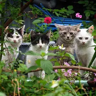 ハイポーズ！みんな揃ってカメラ目線すぎるネコ　　黒猫カレンさん