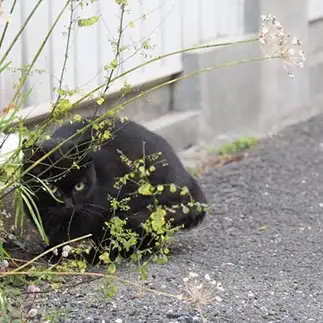 かくれんぼが下手すぎるネコ　　黒猫カレンさん