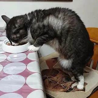 泥棒ねこ感を出しすぎるネコ　　ちびたんさん