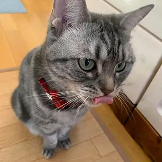 まき舌すぎるネコ　　ちろるママさん