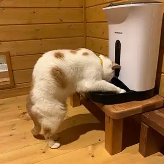 カリカリ狩りに力みすぎるネコ　　そのそのさん