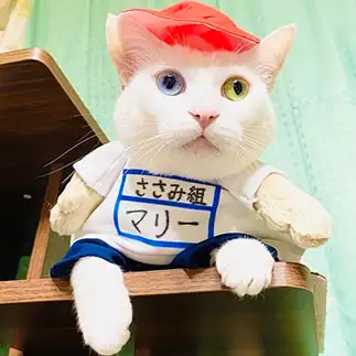 ダイエット不向きすぎるネコ　　坂口啓子さん