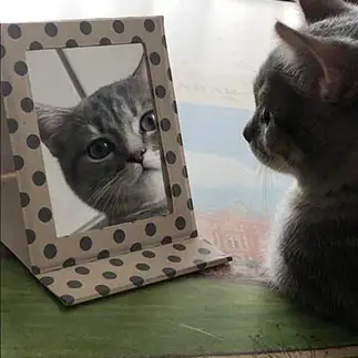 ナルシストすぎるネコ　　あこさん