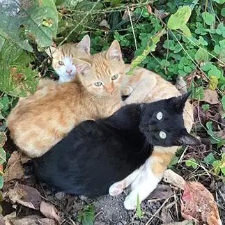 団子すぎるネコ　　虹色猫さん