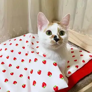 寝起きがあざとかわいすぎるネコ　　rinten2020さん