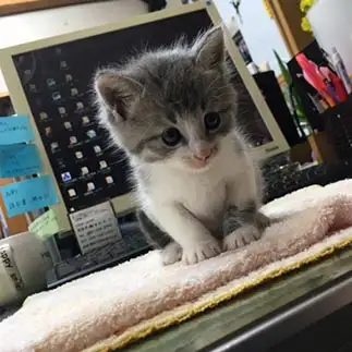 置き物すぎるネコ　　ぱるさん