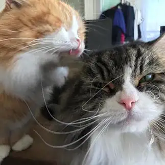 舐めすぎるネコ＆舐められすぎるネコ　　たびすけさん