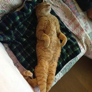のびすぎるネコ　　ソレイユさん