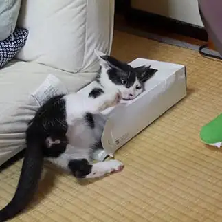 箱の中身になりたすぎるネコ　　さくさくさん