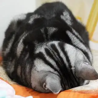 土下座しすぎるネコ　　かつやさん
