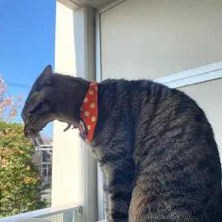 口を開けすぎるネコ　　アールーさん