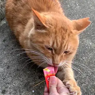 チュールを離したくなさすぎるネコ　　そらさん