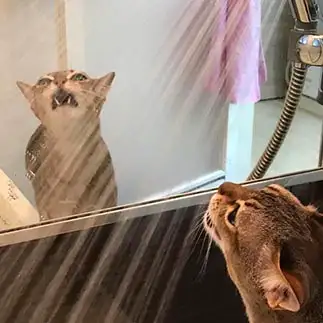 水飲みがゴーカイすぎるネコ　　コータローママさん