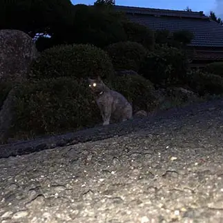 眼光鋭どすぎるネコ　　たがわ441さん
