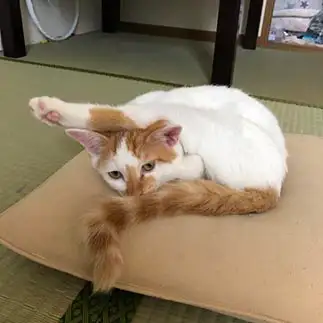 おっちょこちょいすぎるネコ　　窪田歩さん