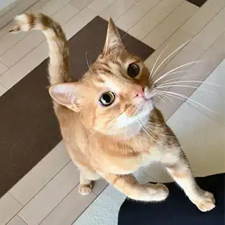 尻尾が白鳥すぎるネコ　　はるこさん