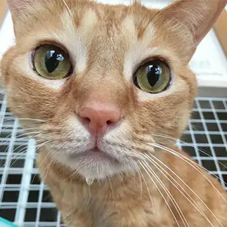 顎の水滴を拭いてほしすぎるネコ　　はるこさん