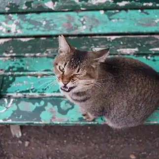 カッコつけすぎるネコ　　Saitoさん