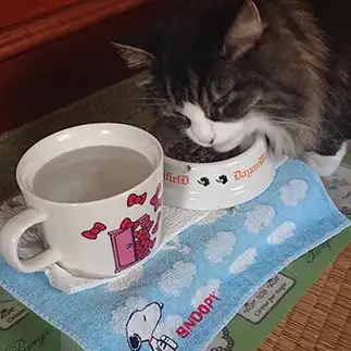 食らいつきすぎるネコ　　りんごさん