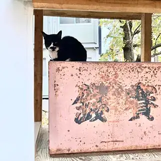 お賽銭を守りすぎるネコ　　からくりぴーちさん