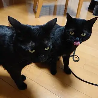 イタズラをテヘペロで許された妹が羨ましすぎるネコ　　Kurokaさん