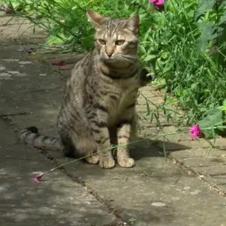 花の踏切が開くのをいつまでも待つ律儀すぎるネコ　　おかだみさこさん