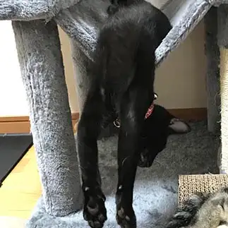だらけすぎるネコ　　沖 雄貴さん