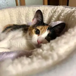 あざとかわいすぎるネコ　　ゴロリさん