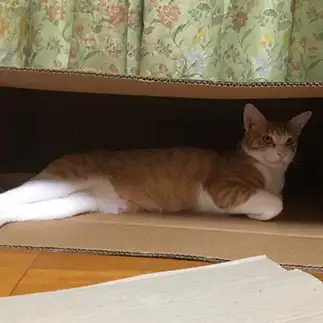 美脚をなにげに強調しすぎるネコ　　ロックさん