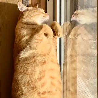 日向ぼっこが好きすぎるネコ　　ゆみこさん
