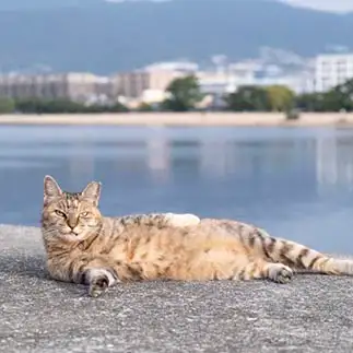 ニヒルすぎるネコ　　ゆずなつさん