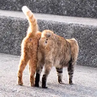 くらべっこしすぎるネコ　　ゆずなつさん