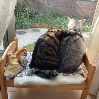 悩み事を相談しすぎるネコ　　ミロルナのママさん