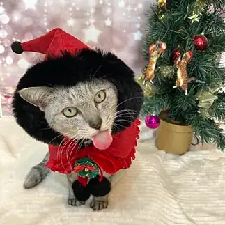 あっかんべーすぎるネコ　　ミロルナのママさん