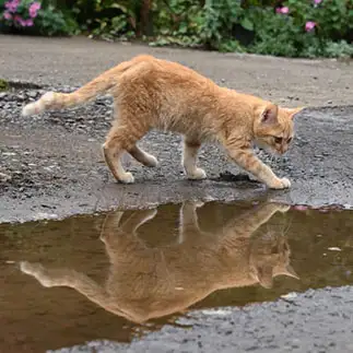 水たまりに落ちないように慎重すぎるネコ　　terumaronさん