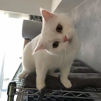 首を傾げすぎるネコ　　イルルとキララのママさん