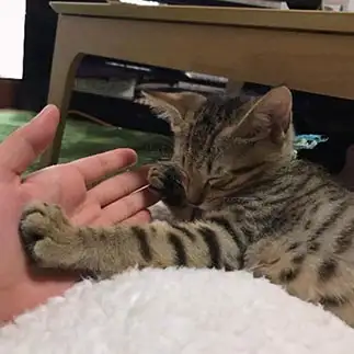 ボクサーすぎるネコ　　ショアたんさん