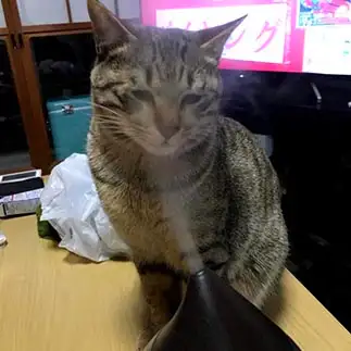 美容に気を使いすぎるネコ　　ショアたんさん