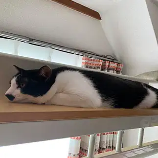 収まりが完璧すぎるネコ　　林紗千亜さん
