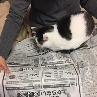 生命保険を真剣に考えすぎるネコ　　吉田百里さん