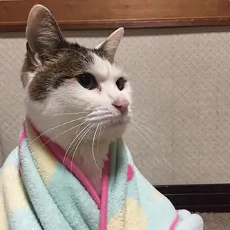 背筋が伸びすぎるネコ　　吉田百里さん