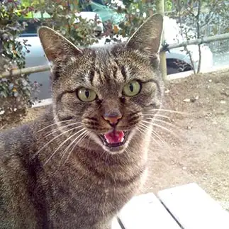 ガンつけすぎるネコ　　フラダンスの猫さん