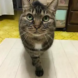 モデル気取りすぎるネコ　　Sanaさん